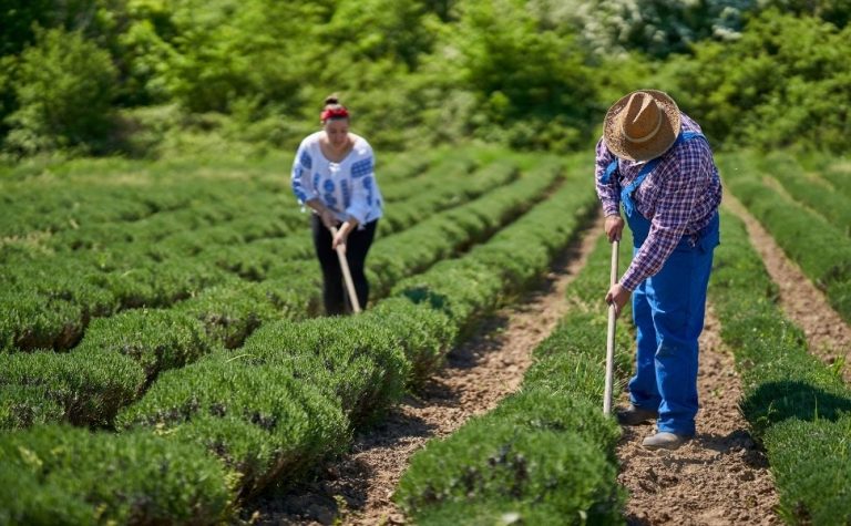 Projeto do governo do ES quer dobrar compras de produtos da agricultura familiar