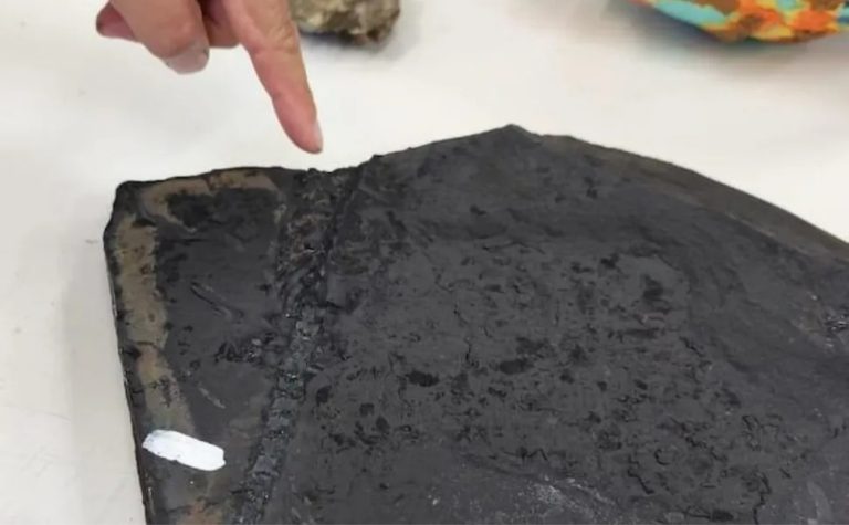 Como fósseis de lagarto mais antigo que dinossauros impediram obra em rodovia no PR