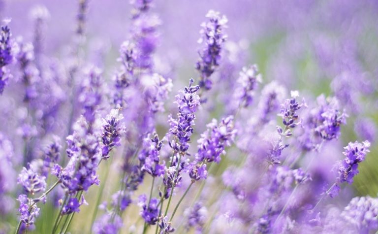 Conheça cinco plantas ‘repelentes’ que afastam os insetos de sua casa