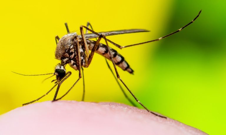 Estudo da Fiocruz relata caso raro de inflamação cerebral causado por zika