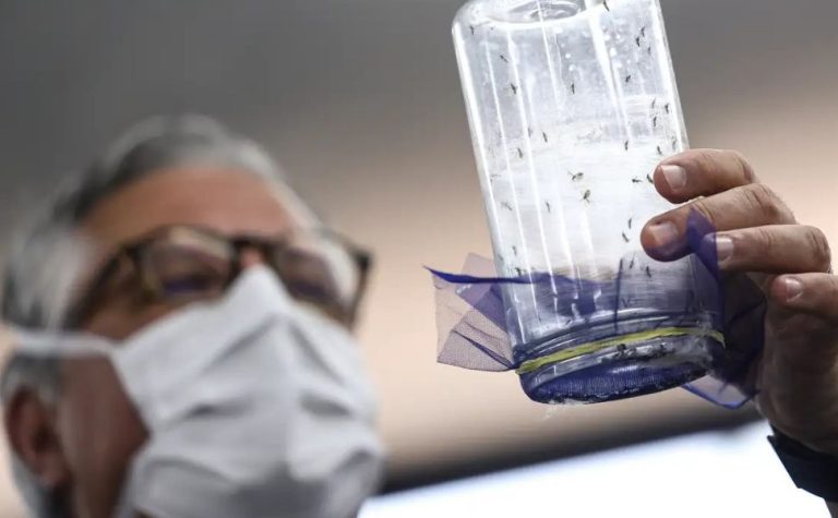 Fábrica de mosquitos oferece tecnologias para redução da dengue