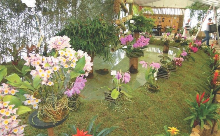 Festa das Flores de volta a Domingos Martins neste fim de semana