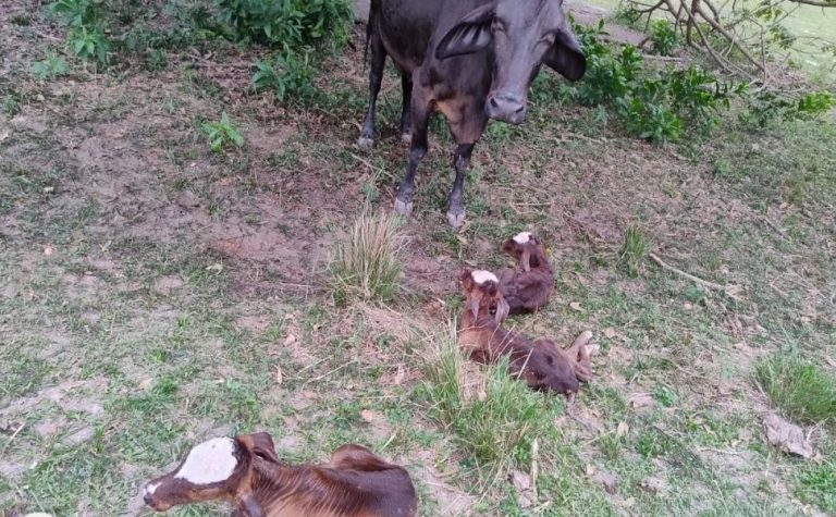 Morre uma das bezerras trigêmeas nascidas no Sul do ES