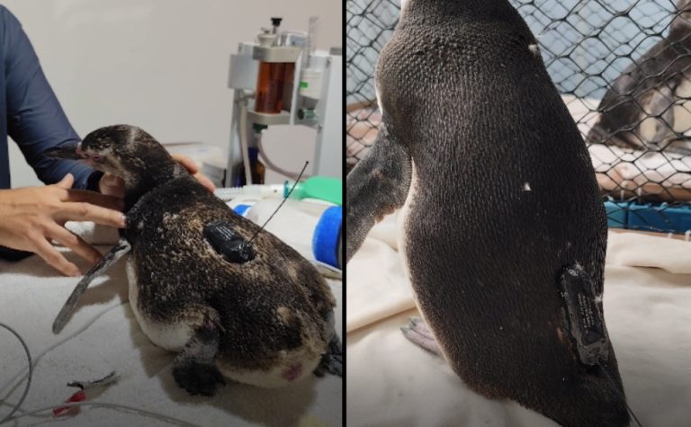 Pinguins resgatados no ES serão soltos e monitorados por satélite