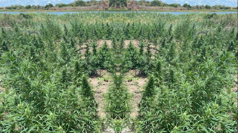 Polícia Militar destrói grande plantação de maconha no Sertão de PE