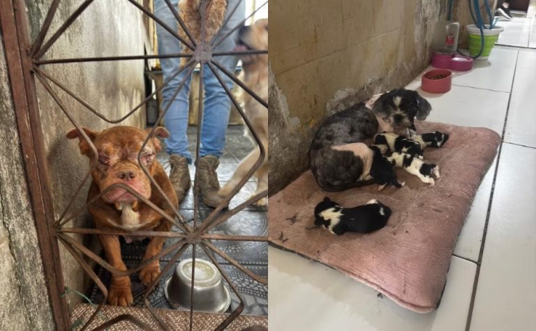 Polícia resgata 50 cachorros em canil clandestino com condições insalubres no Rio