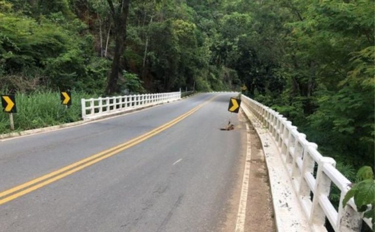 Ponte Suíça passa por reparos e terá interdição parcial nesta quinta-feira (23)