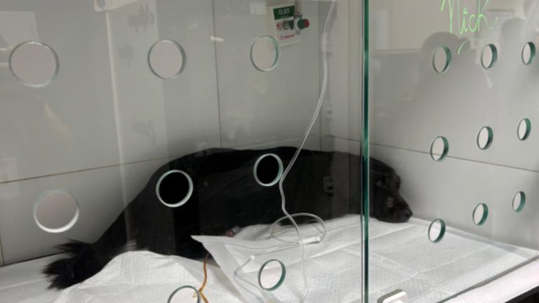Prefeitura de Olinda lamenta morte de Nick, cão resgatado 35 horas após explosão