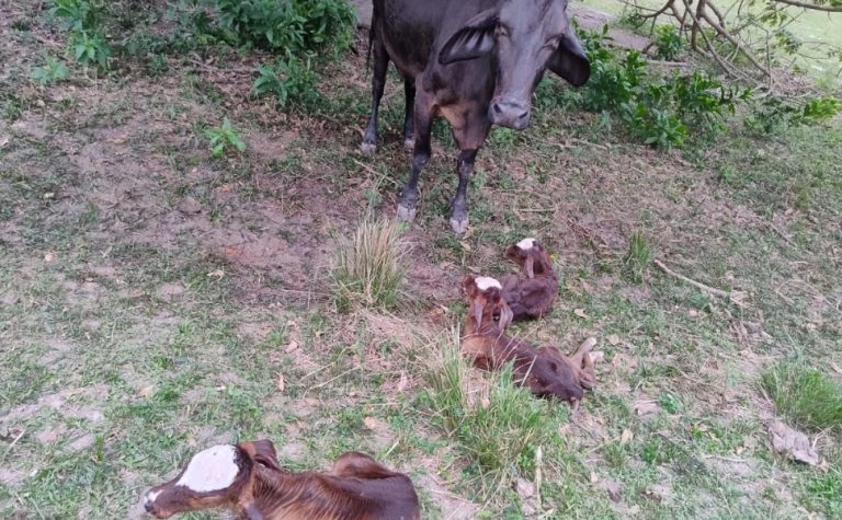 Vaca dá à luz a bezerras trigêmeas no Sul do ES