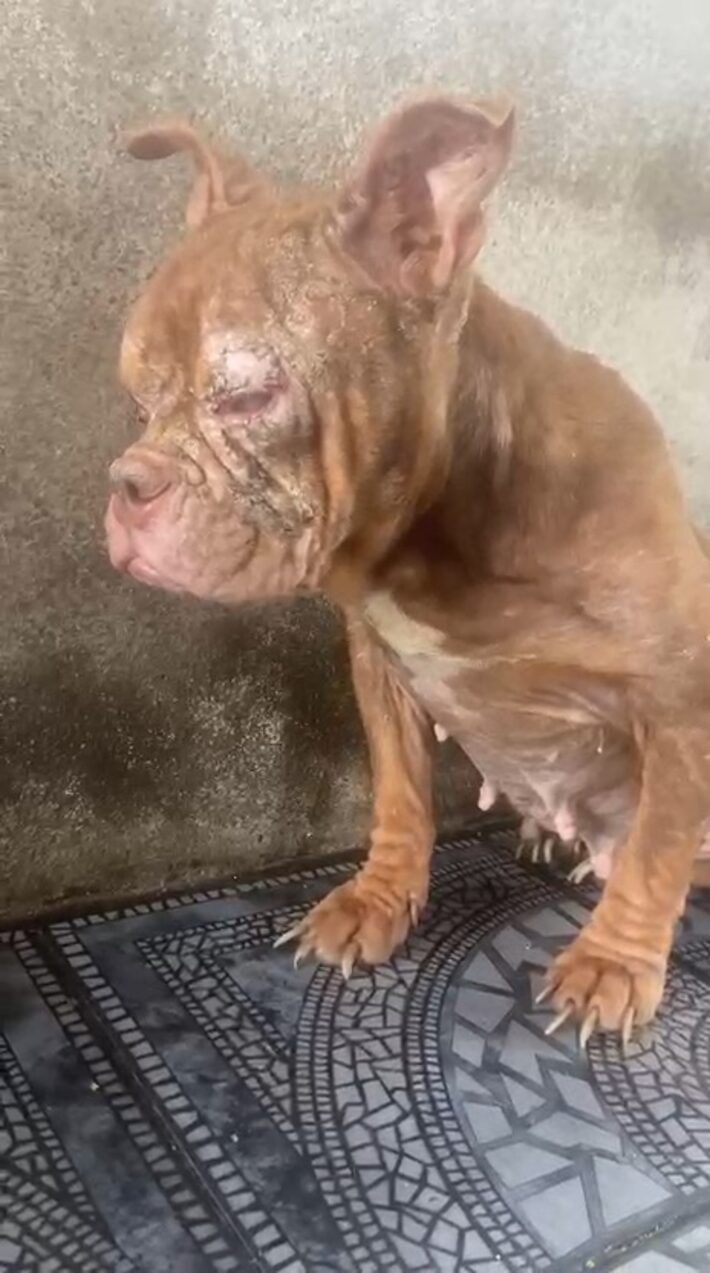 Vídeo: 50 animais com sinais de maus-tratos são resgatados em canil clandestino no Rio de Janeiro