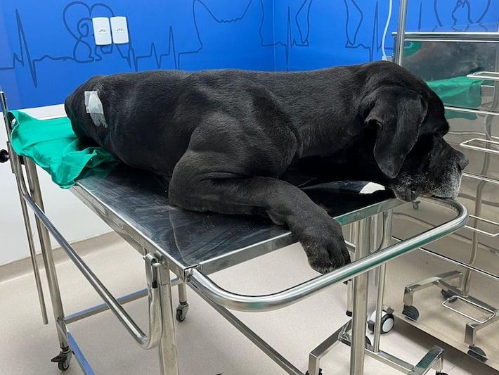 Vídeo mostra cão baleado em megaoperação no Rio; ‘grito dele não sai do meu pensamento’, diz tutor