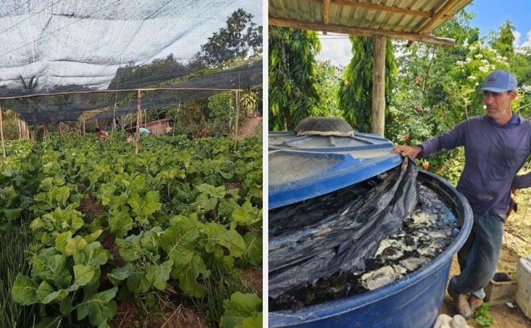 Agroecologia transforma agricultura familiar e beneficia 85 famílias no Norte do ES