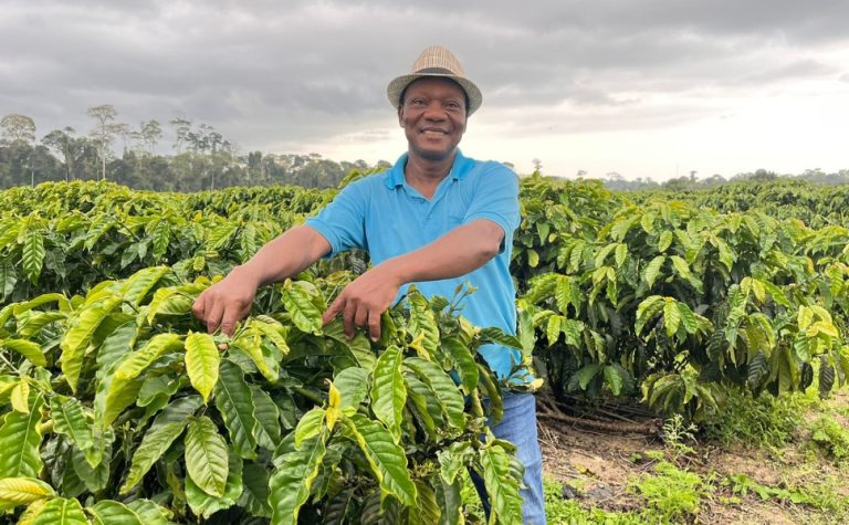 Cafeicultor dobra produção ao utilizar capim-mombaça como adubo