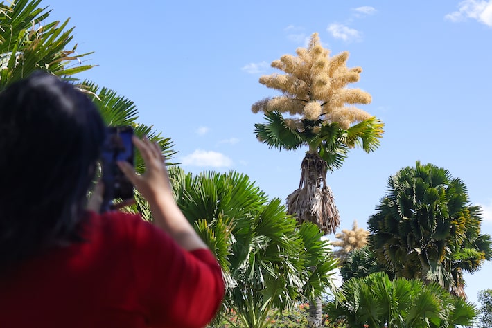 Essas palmeiras, plantadas no Rio há 60 anos, florescem pela 1ª vez; veja imagens