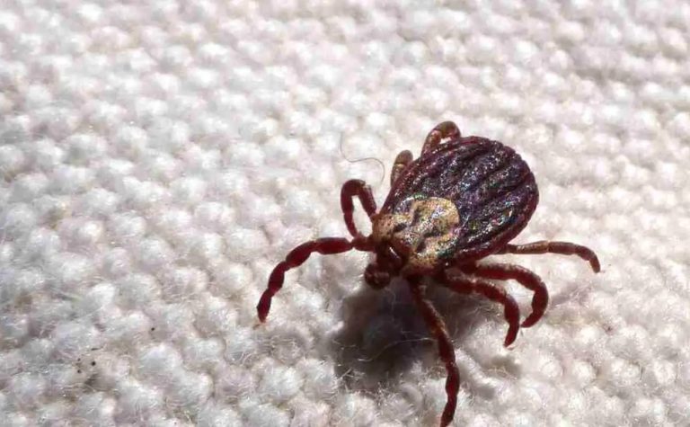 Febre maculosa causa mais duas mortes no interior de São Paulo