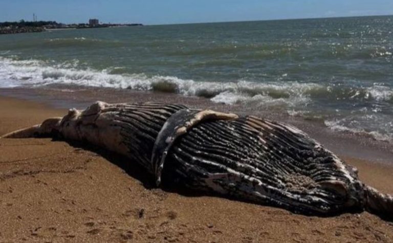 Filhote de baleia-jubarte é encontrado morto em praia no ES