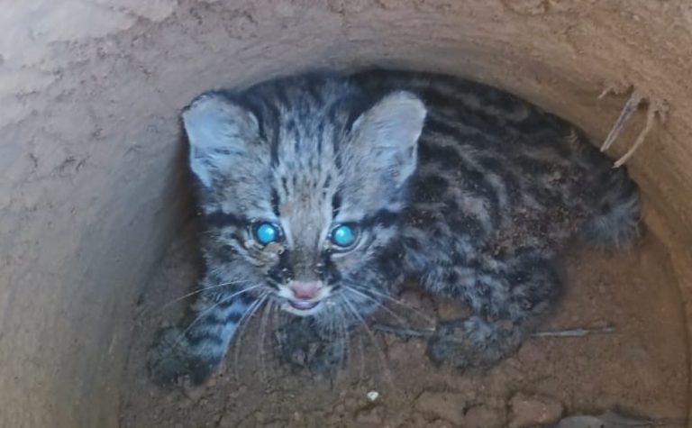 Filhote de jaguatirica é resgatado após cair em buraco no ES