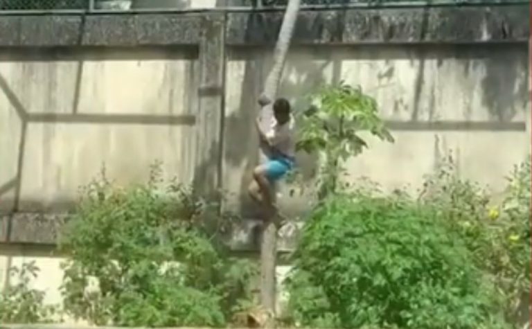Homem morre após entrar na jaula dos leões em João Pessoa