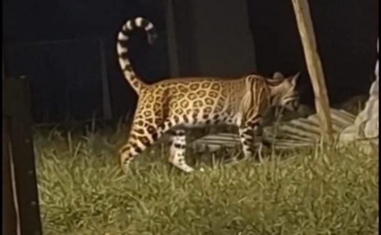 Jaguatirica é flagrada “passeando” em praça no Caparaó Capixaba