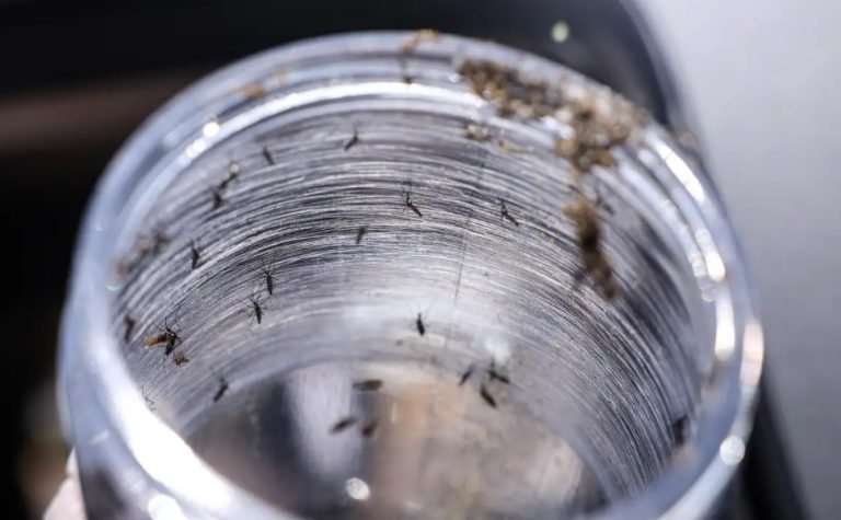 Ministério da Saúde intensificará mobilização contra dengue no Brasil