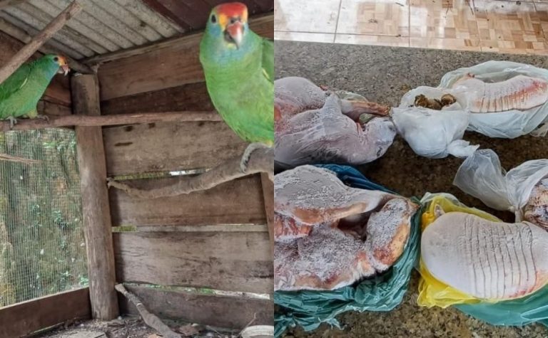 Polícia resgata papagaios em cativeiro e apreende 31kg de carne de caça no ES
