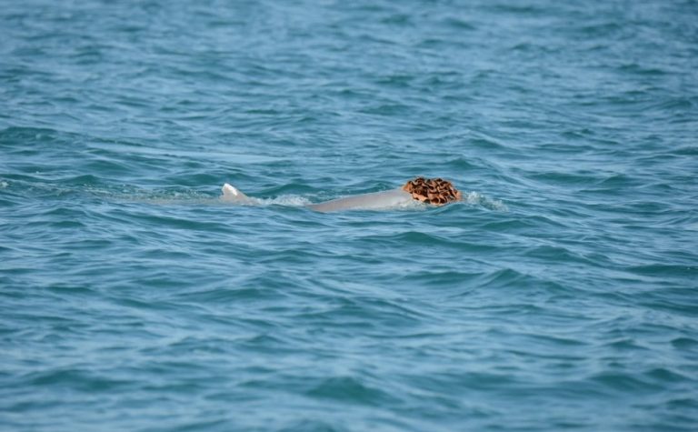 Por que golfinhos estão usando esponjas como chapéus?