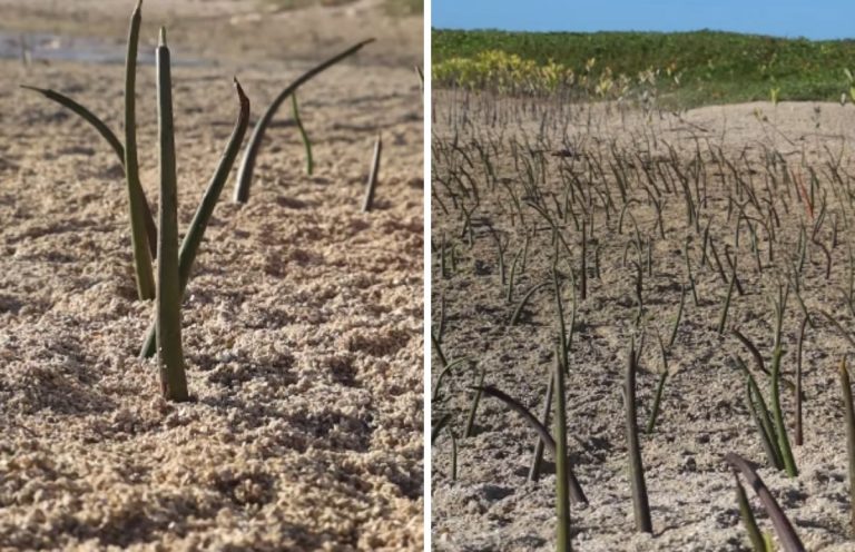 Seis jovens plantam mais de 15 mil mudas e fazem renascer o mangue em Itamaracá