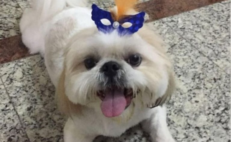 Shih-tzu é morto por pitbulls em praça no Sul do ES