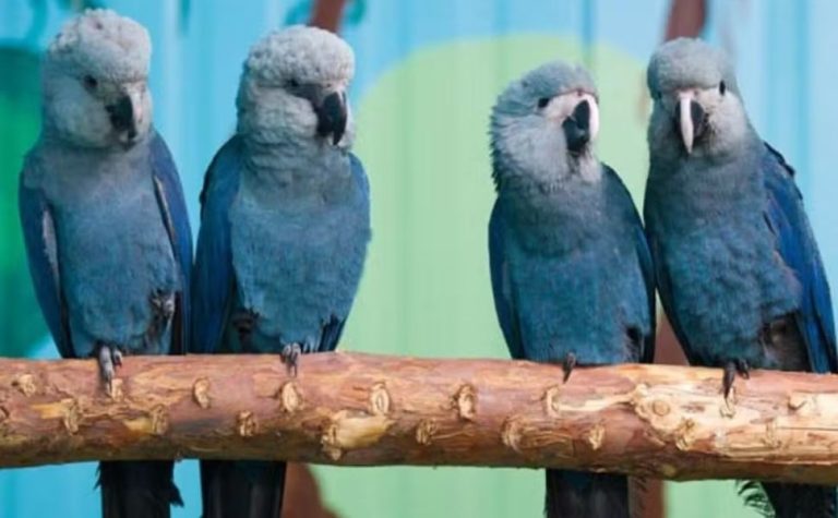 Últimas ararinhas-azuis que estavam soltas na natureza contraíram vírus letal