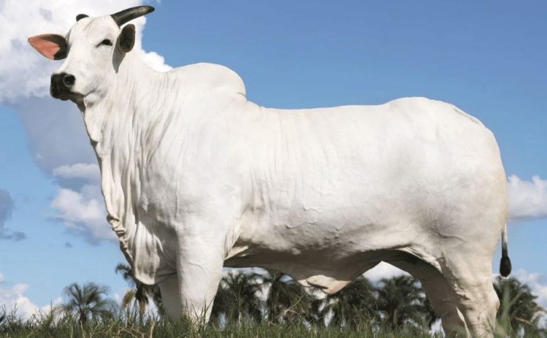 Vaca Nelore é vendida por R$ 54 milhões e estabelece novo recorde no país