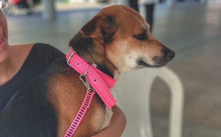Vacinação gratuita para cães e gatos em Aracruz