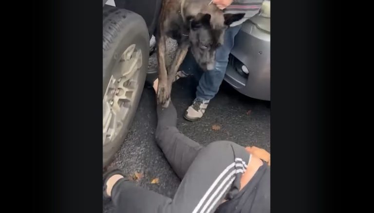 Agentes de imigração usam cão contra homem durante abordagem nos EUA