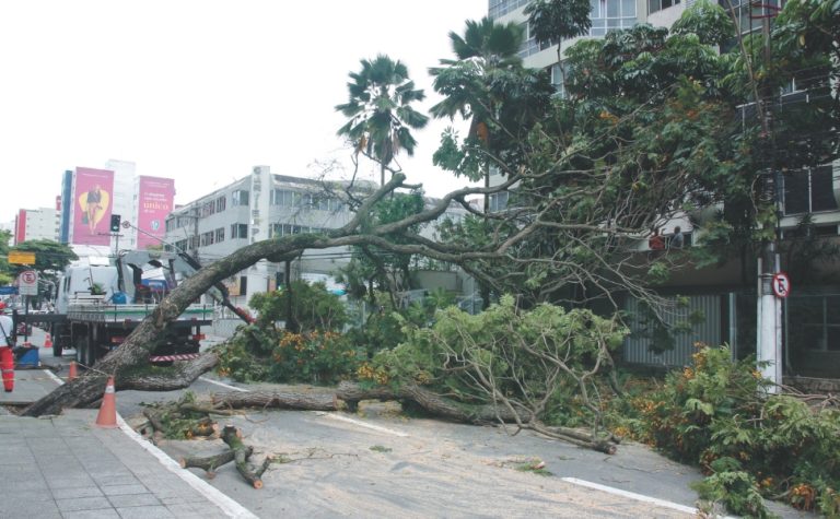 Árvores caídas e estragos em 14 cidades após chuva