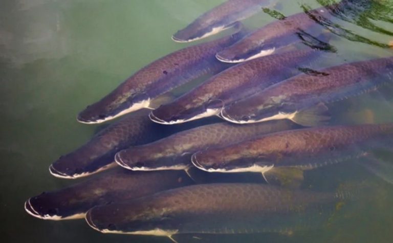 ‘Bacalhau da Amazônia’: conheça o peixe que respira fora d’água e pesa até 200 kg