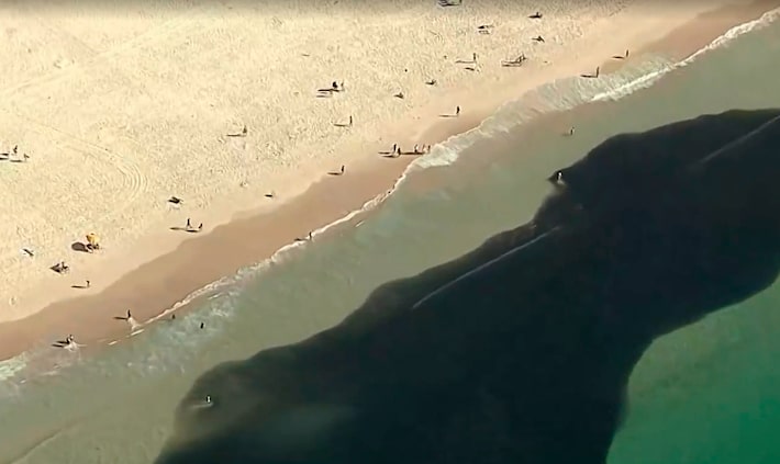 Banhistas nadam em meio a cardumes em praias do Rio de Janeiro; veja imagem