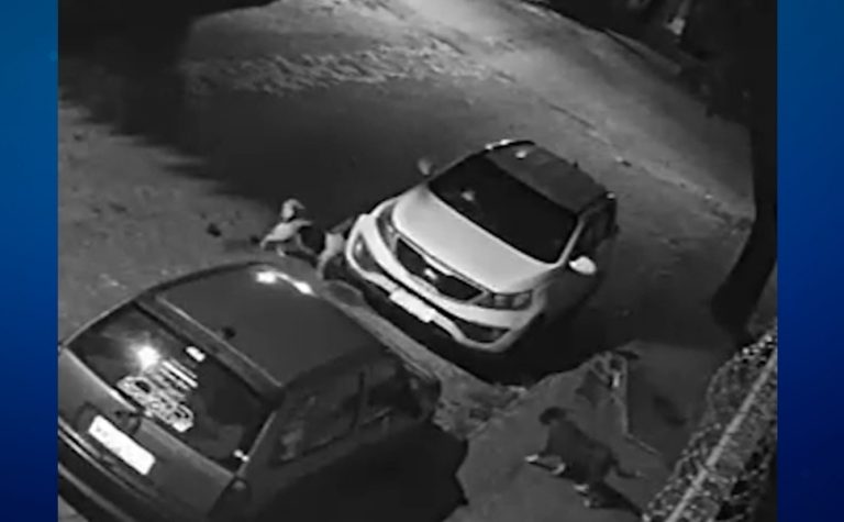 Cachorros atacam carro, destroem para-choque e deixam dona sem reação