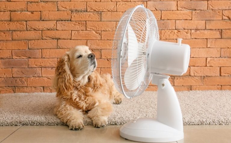 Calor extremo: saiba como proteger cães e gatos durante a onda de calor no Brasil
