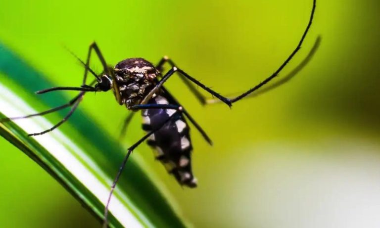 Dengue deve atingir 1,8 milhão de brasileiros em 2026