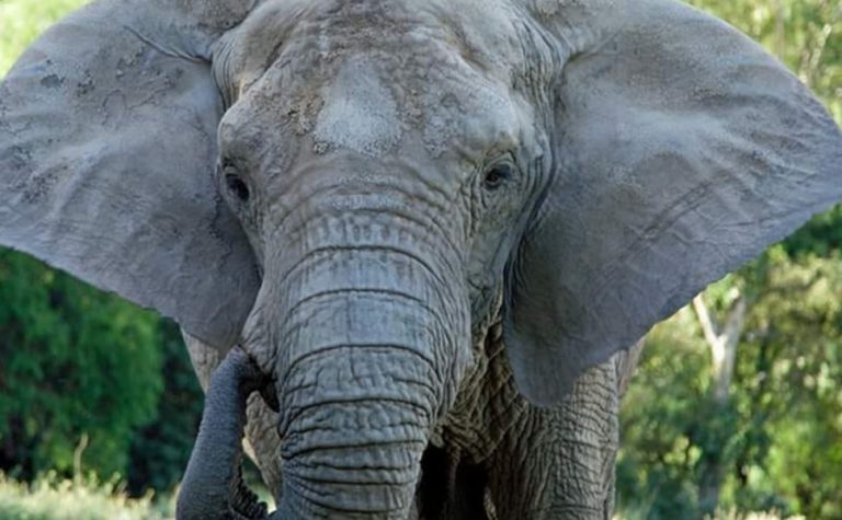 Elefanta morre 5 meses após ser transferida de zoológico a santuário em Mato Grosso