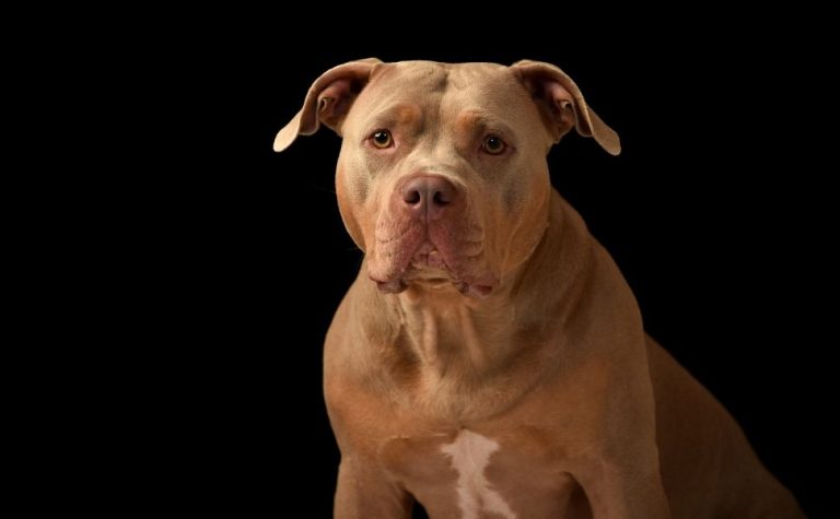 Homem tem dedo arrancado por pitbull em MG; jovem também ficou ferida