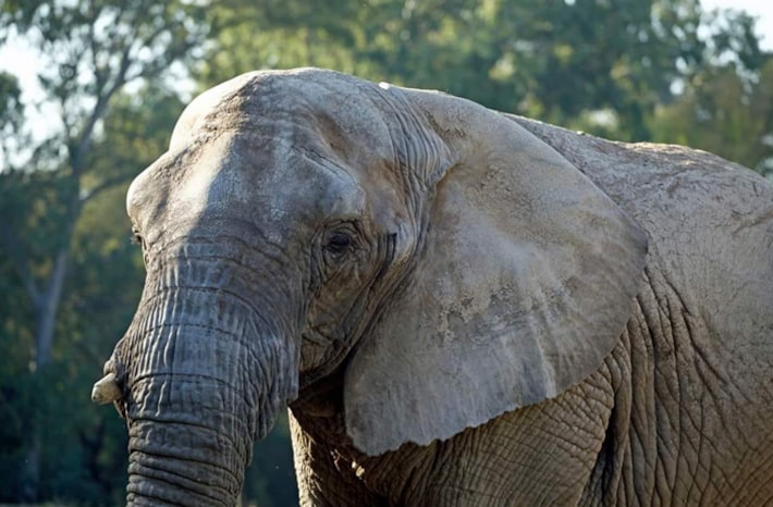 Ibama vai visitar santuário no MT após 2 elefantes morrerem menos de um ano após chegarem no local