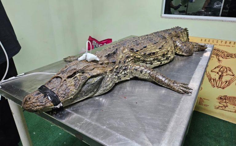 Jacaré é encontrado por cachorro em rua de Vila Velha e morre após o resgate