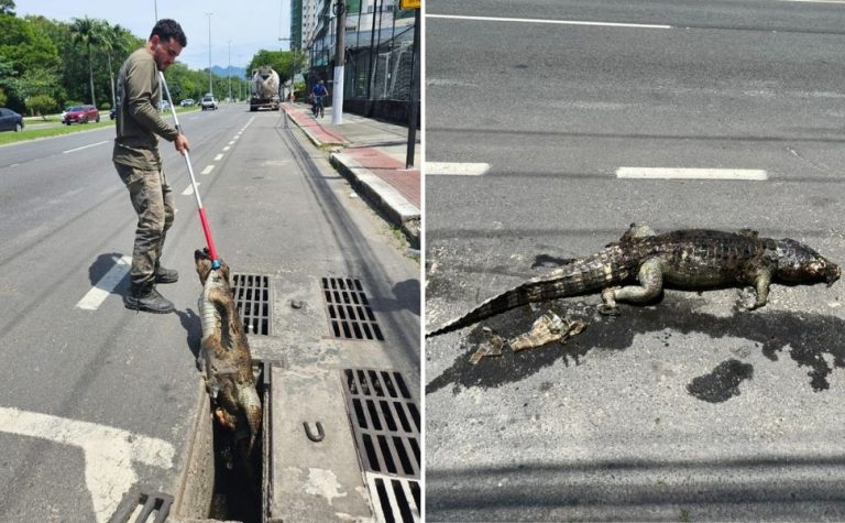 Jacaré é resgatado morto dentro de bueiro na Avenida Norte-Sul, em Jardim Camburi