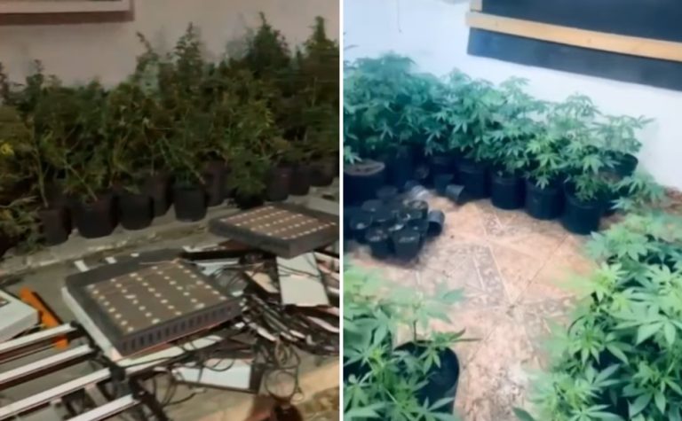 Jovem suspeito de cultivar ilegalmente cannabis é preso em Vila Velha