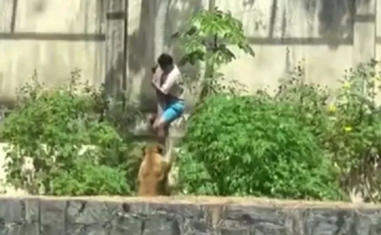 Laudo aponta hemorragia no pescoço como causa da morte de jovem atacado por leoa