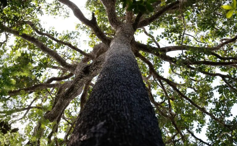 No Amazonas, 62% da exploração madeireira é feita ilegalmente