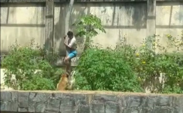 O que se sabe o sobre caso do jovem morto em ataque de leoa após invadir jaula