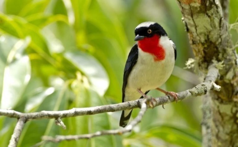 Parque para proteger ave mais rara do País em Vargem Alta