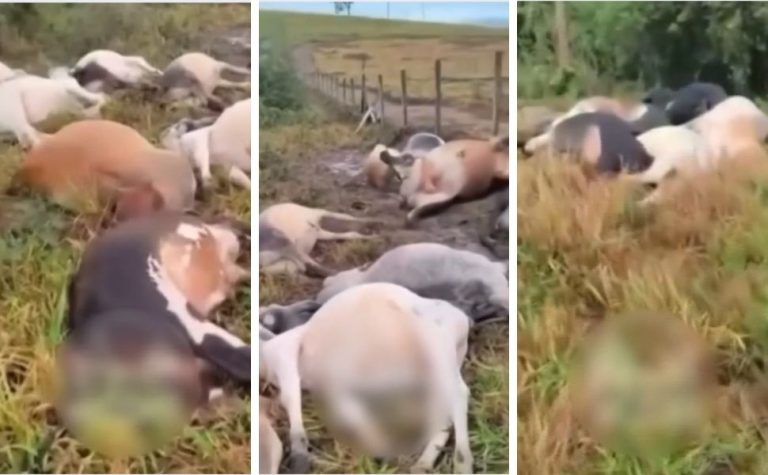 Raio mata 29 bois em fazenda no Noroeste do Espírito Santo