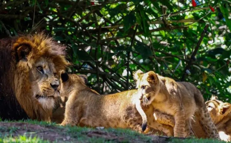 Se não tem no Brasil, saiba de onde vêm os leões de zoológicos brasileiros